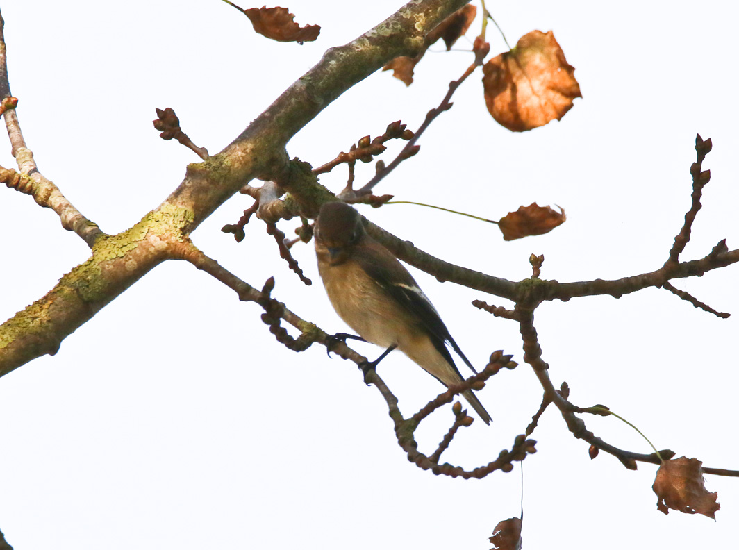 Gobemouche noir femelle/juvénile