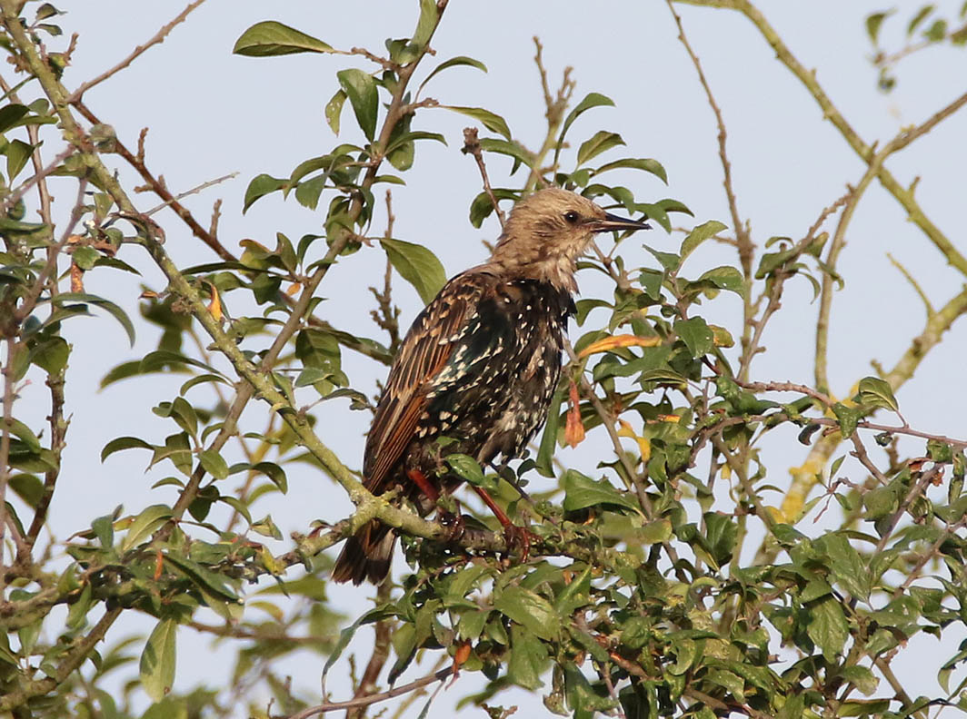 Etourneau sansonnet de première  année