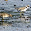 Bécasseau tacheté et Grand Gravelot sur le lac d’Ayguelongue