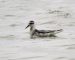Phalarope à bec large | Phalaropus fulicarius | Red Phalarope