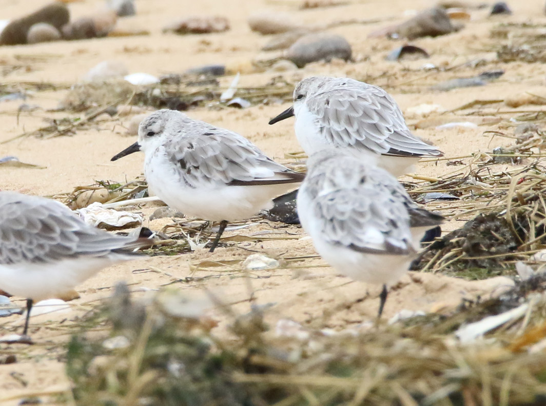 Bécasseaux sanderlings