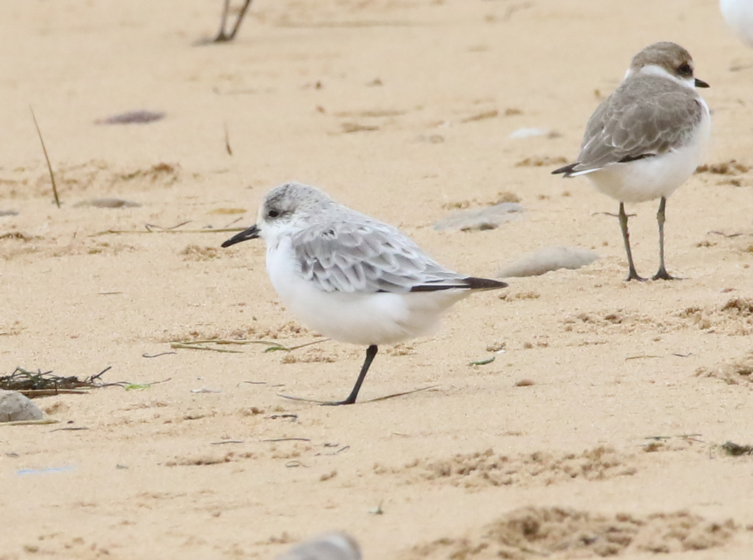 Bécasseau sanderling