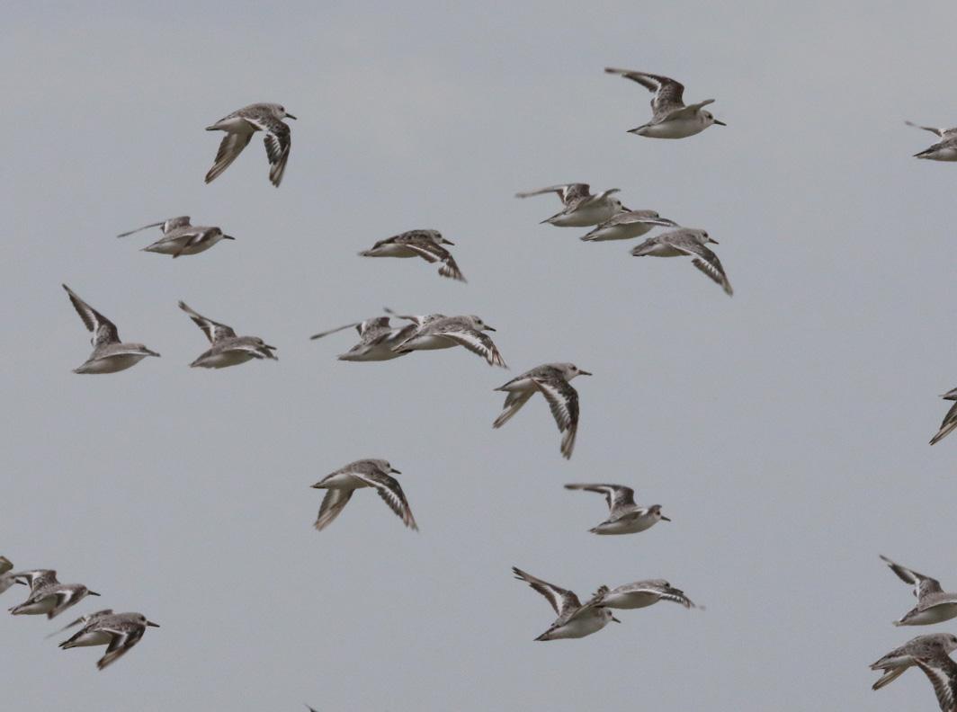 Vol de Bécasseaux sanderlings