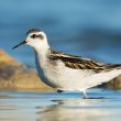 Phalarope à bec étroit juvénile