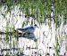 Phalarope à bec large | Phalaropus fulicarius | Red Phalarope