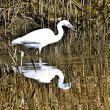 Aigrette garzette