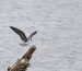 Guifette noire | Chlidonias niger | Black Tern
