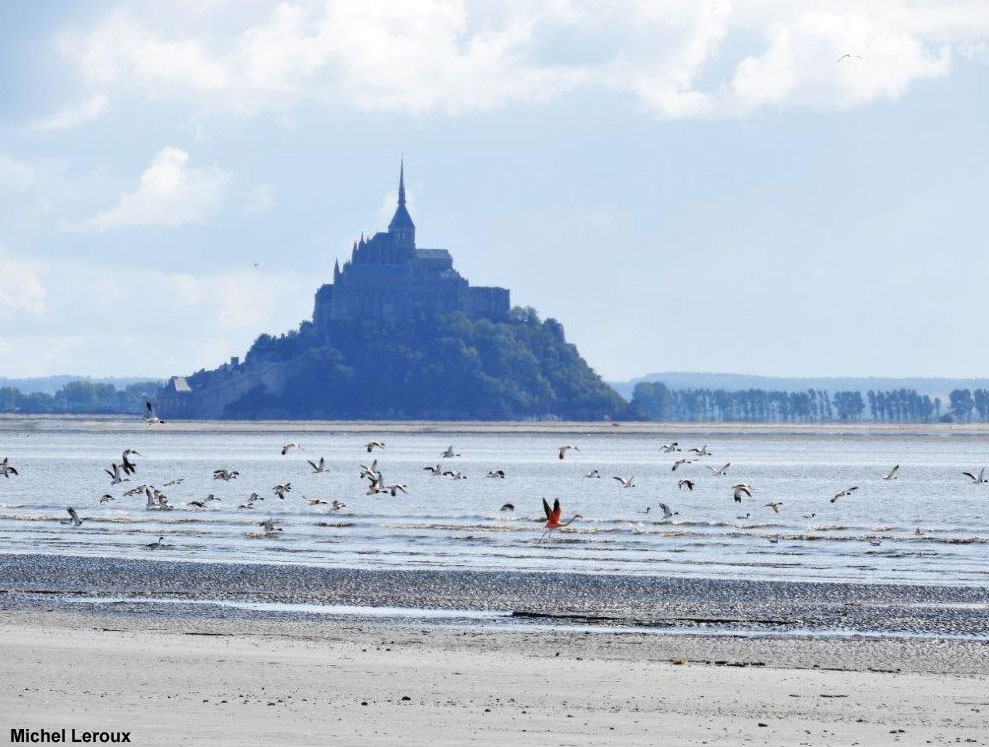 Un Flamant des Caraïbes en baie du Mont-Saint-Michel