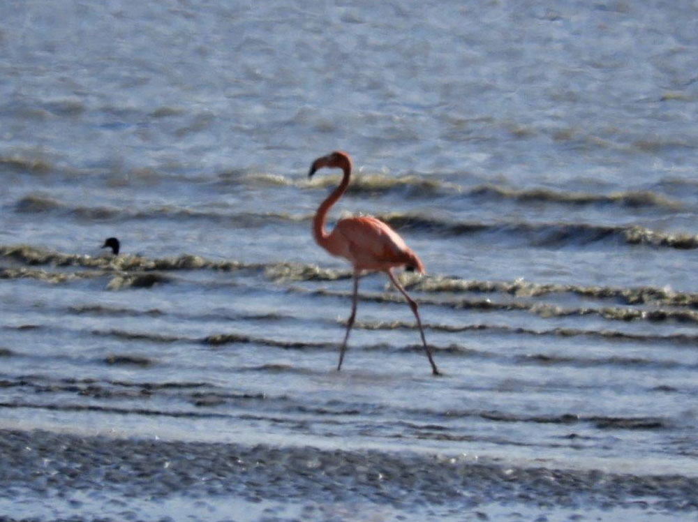 Un Flamant des Caraïbes en baie du Mont-Saint-Michel