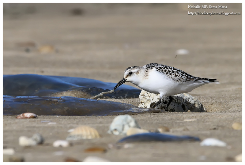 Bécasseau sanderling et méduse échouée