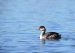 Grèbe à cou noir | Podiceps nigricollis | Black-necked Grebe