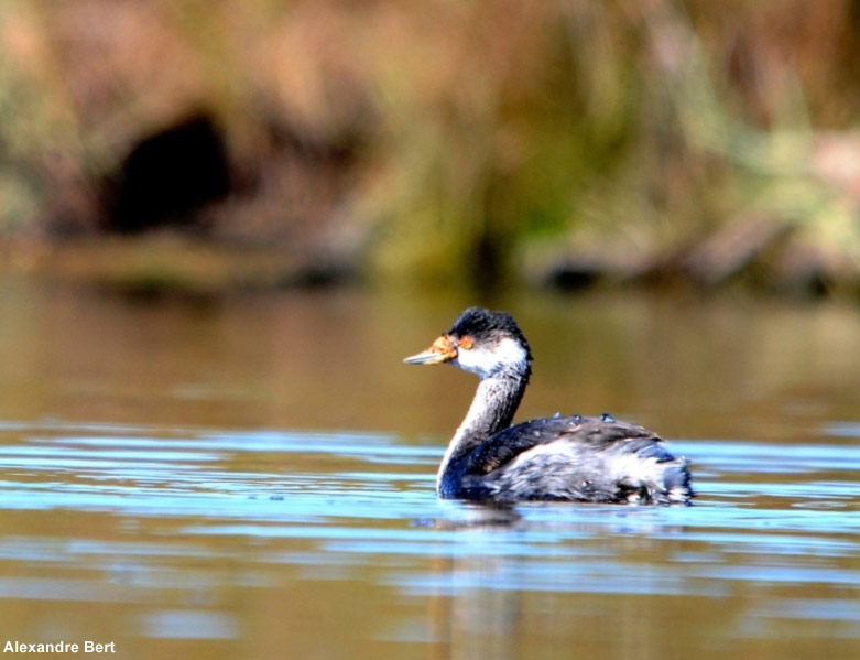 Grèbe à cou noir avec de drôles d&rsquo;excroissances
