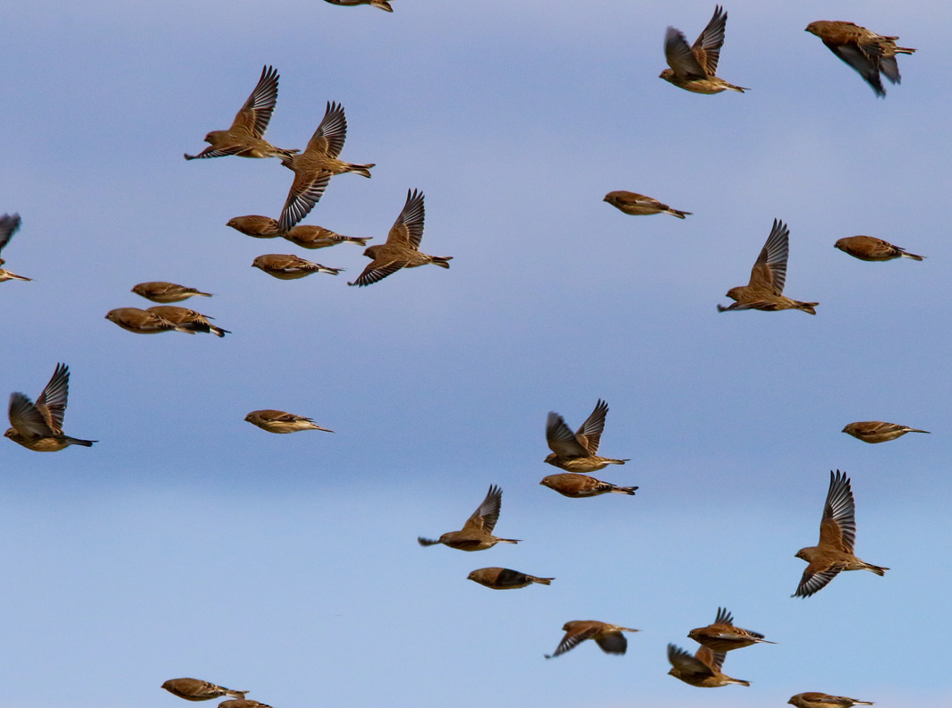 Linottes mélodieuses en vol