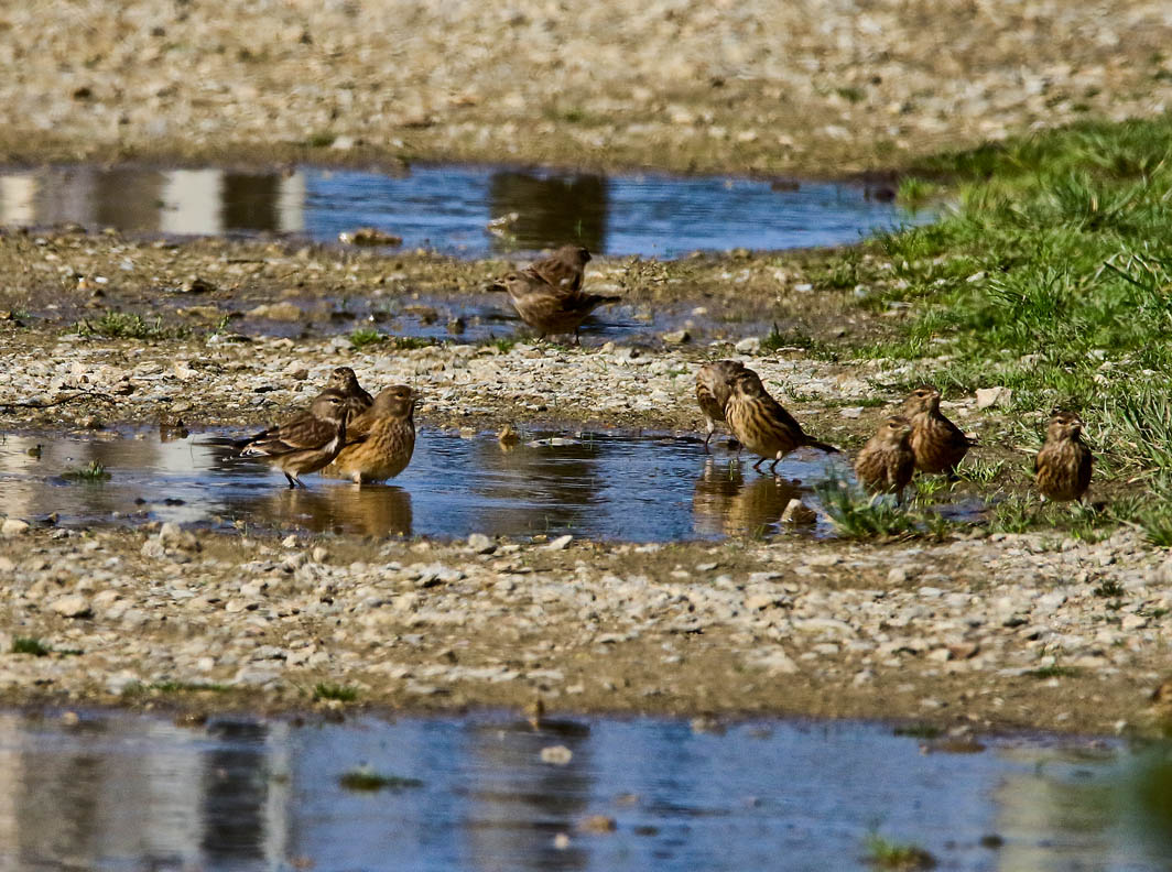 Linottes mélodieuses