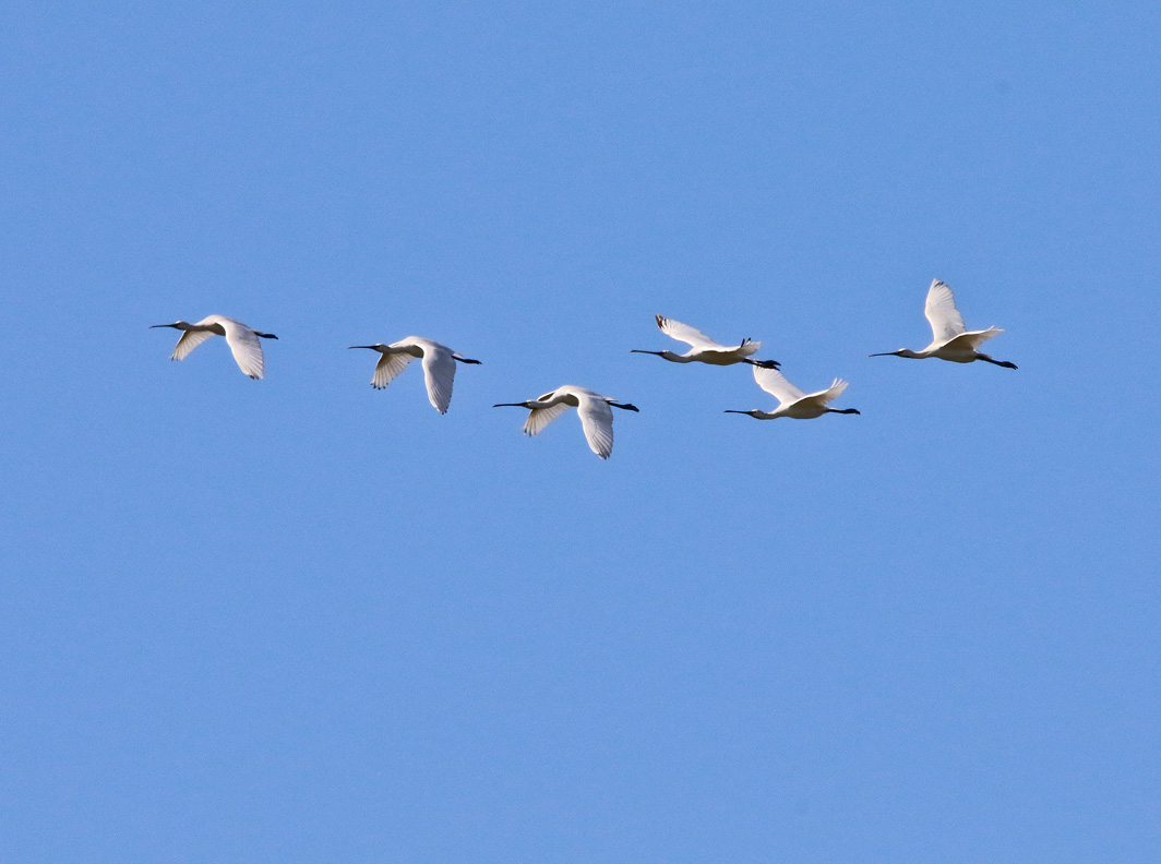 Vol de Spatules blanches