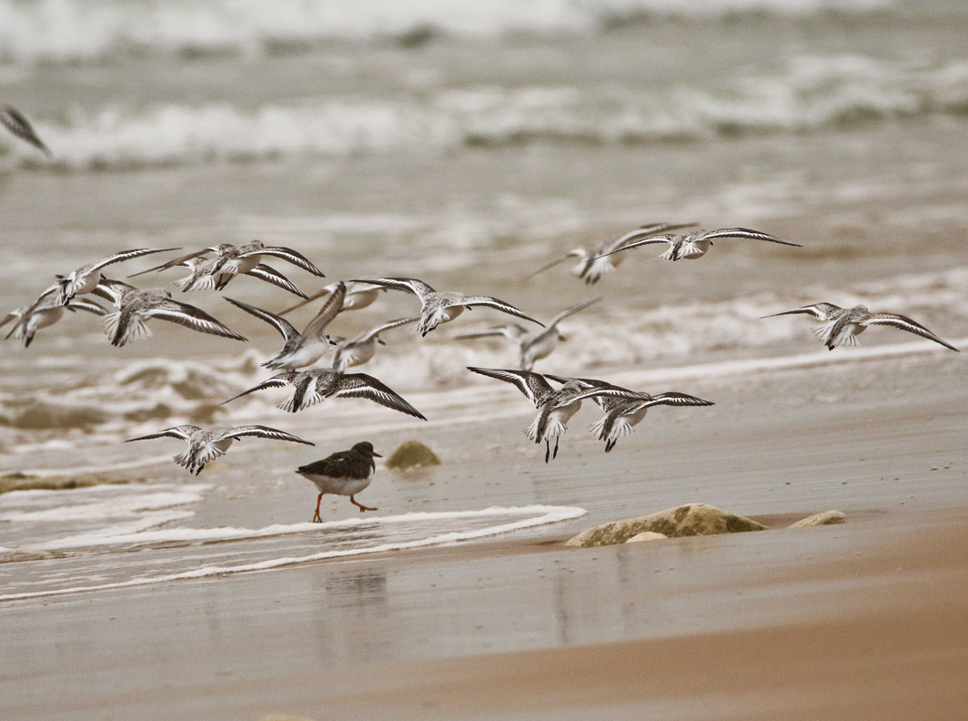 Bécasseaux sanderlings en vol