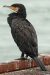 Grand Cormoran | Phalacrocorax carbo | Great Cormorant