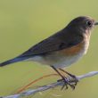 Un Rossignol à flancs roux dans la Somme