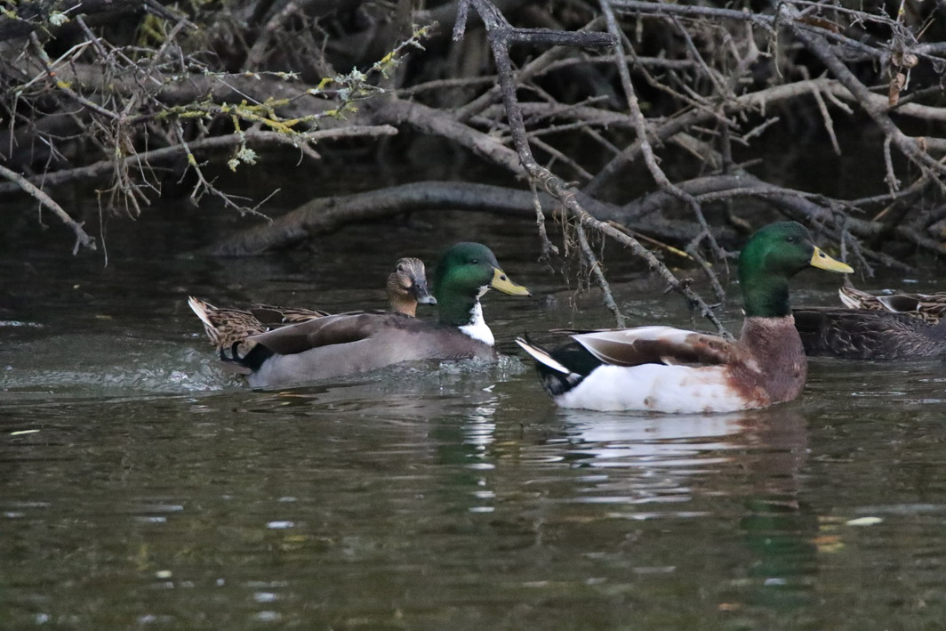 Canards colverts