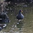 Gallinules poule-d’eau