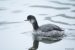 Grèbe à cou noir | Podiceps nigricollis | Black-necked Grebe