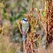 Mésange bleue dans un pré salé
