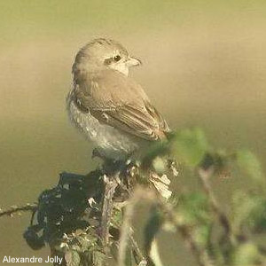 Identification d’une probable jeune Pie-grièche isabelle en Vendée en novembre 2017