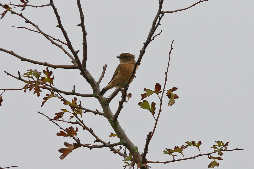 Tarier pâtre de première année