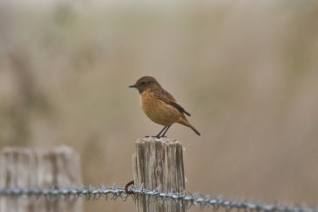 Tarier pâtre femelle