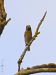 Gros-bec cassenoyaux | Coccothraustes coccothraustes | Hawfinch