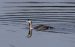 Plongeon catmarin |Gavia stellata | Red-throated Loon