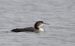 Plongeon imbrin | Gavia immer | Great Northern Loon