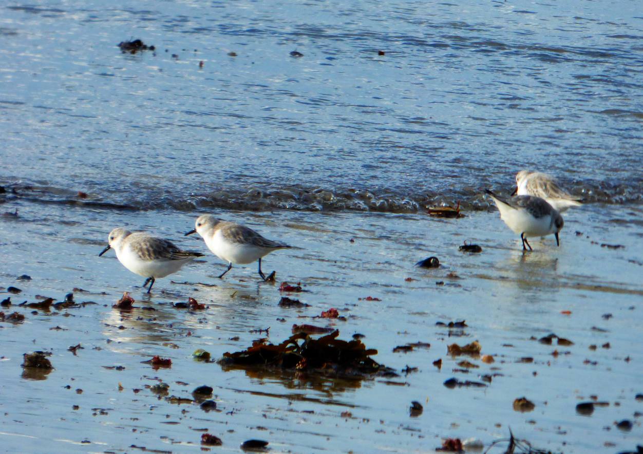 Bécasseaux sanderlings