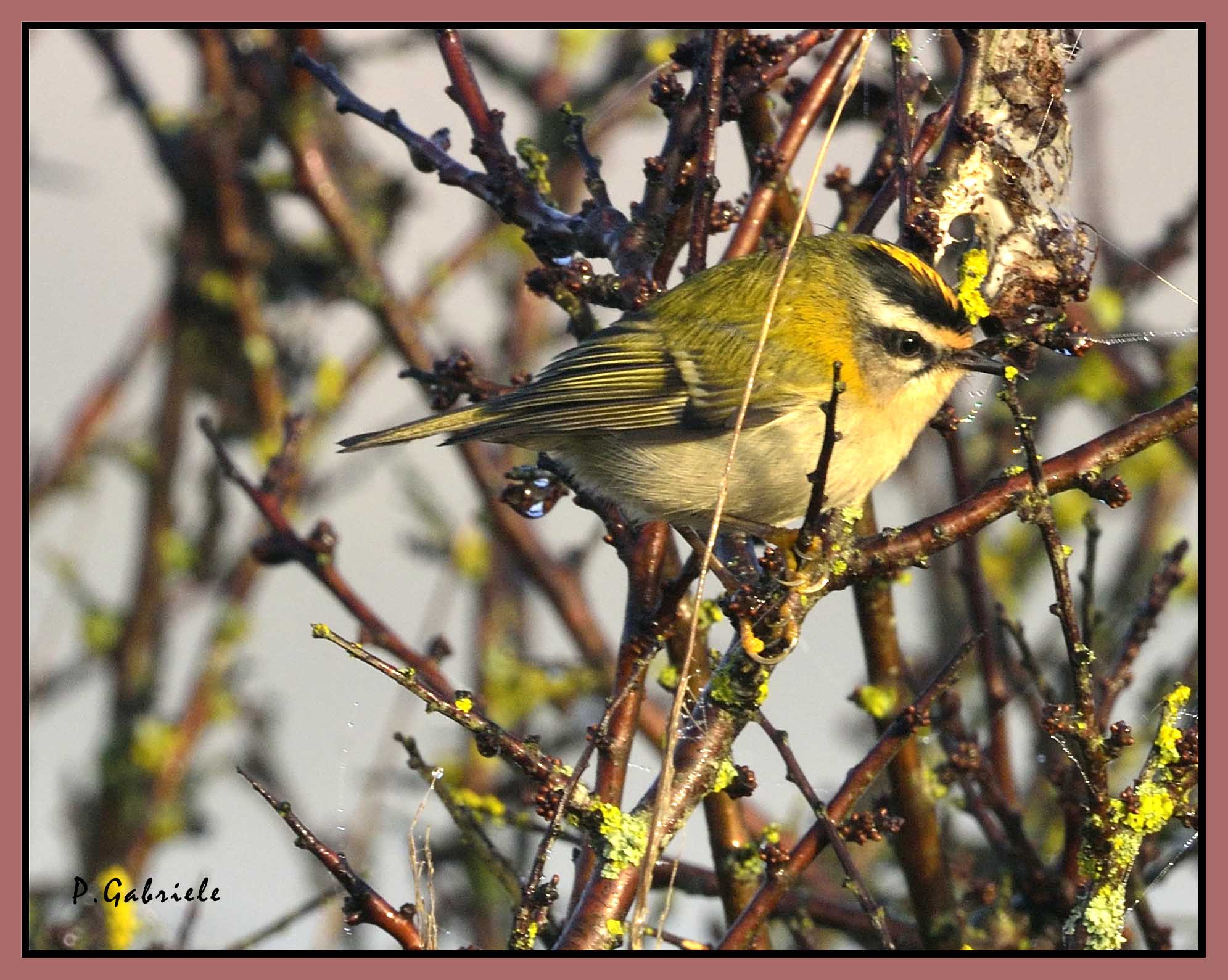 Roitelet triple-bandeau