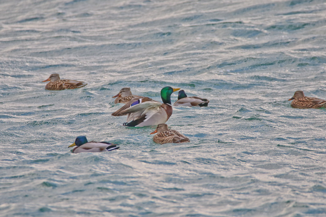Canards colverts se reposant