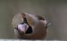 Gros-bec cassenoyaux | Coccothraustes coccothraustes | Hawfinch