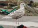 Goéland à ailes blanches | Larus glaucoides | Iceland Gull