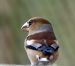 Gros-bec cassenoyaux | Coccothraustes coccothraustes | Hawfinch