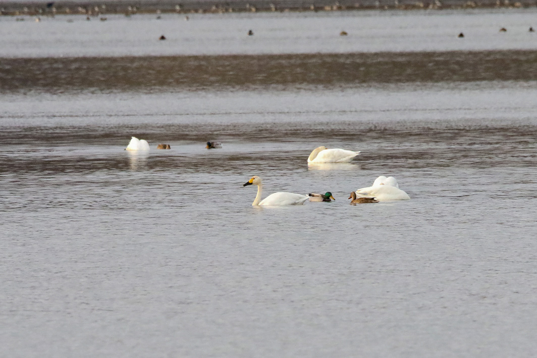 Cygnes de Bewick
