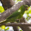 La Conure de Socorro devrait être élevée au rang d&rsquo;espèce distincte