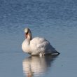 Cygne Tuberculé se reposant