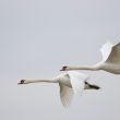 Cygnes tuberculés en vol