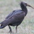 Ibis chauve juvénile bagué en Corse