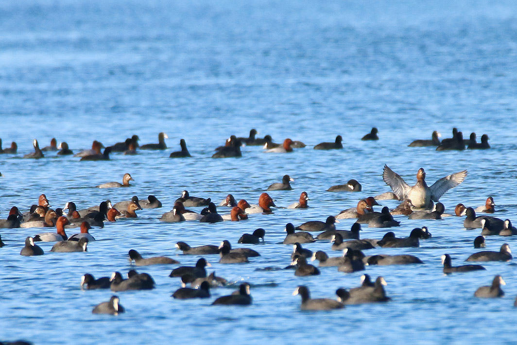 Fuligules milouins et Foulques macroules