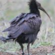 Jeune Ibis chauve bagué en Corse