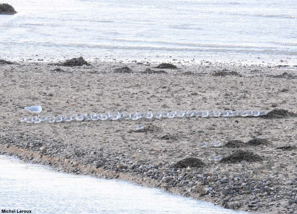 Bécasseaux sanderlings dans le sens du vent