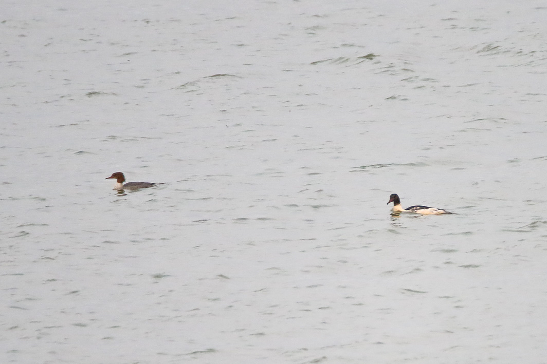 Couple de Harles bièvres
