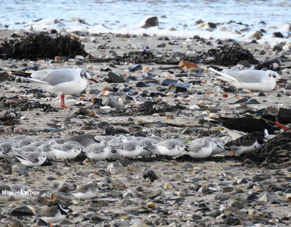 Bécasseaux sanderlings dans le sens du vent