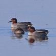 52ème comptage international « Wetlands » des oiseaux aquatiques
