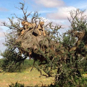 Les guépards peuvent utiliser les nids des républicains comme points d’observation